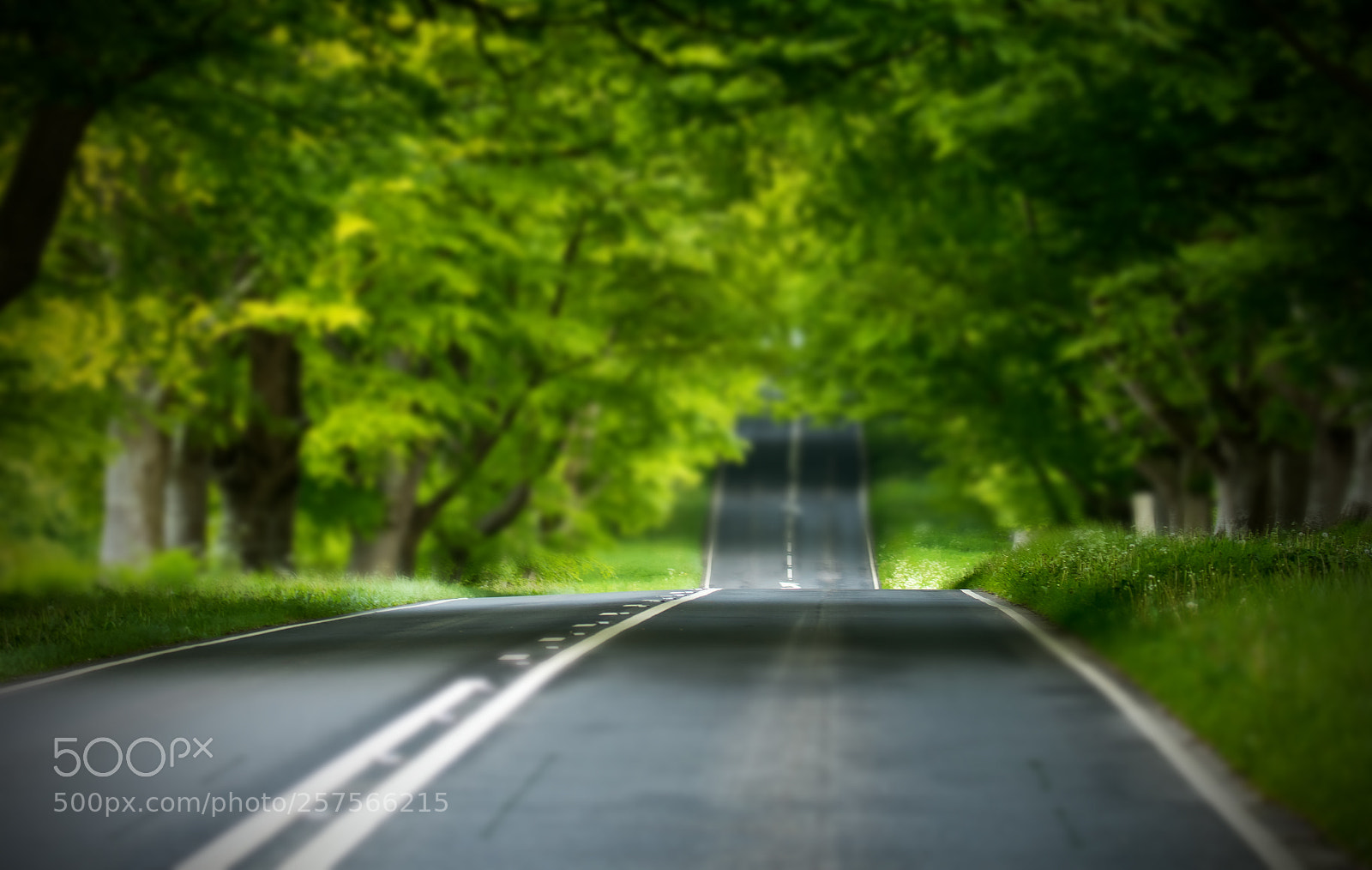 Canon EOS 7D Mark II sample photo. Known as beech avenue photography