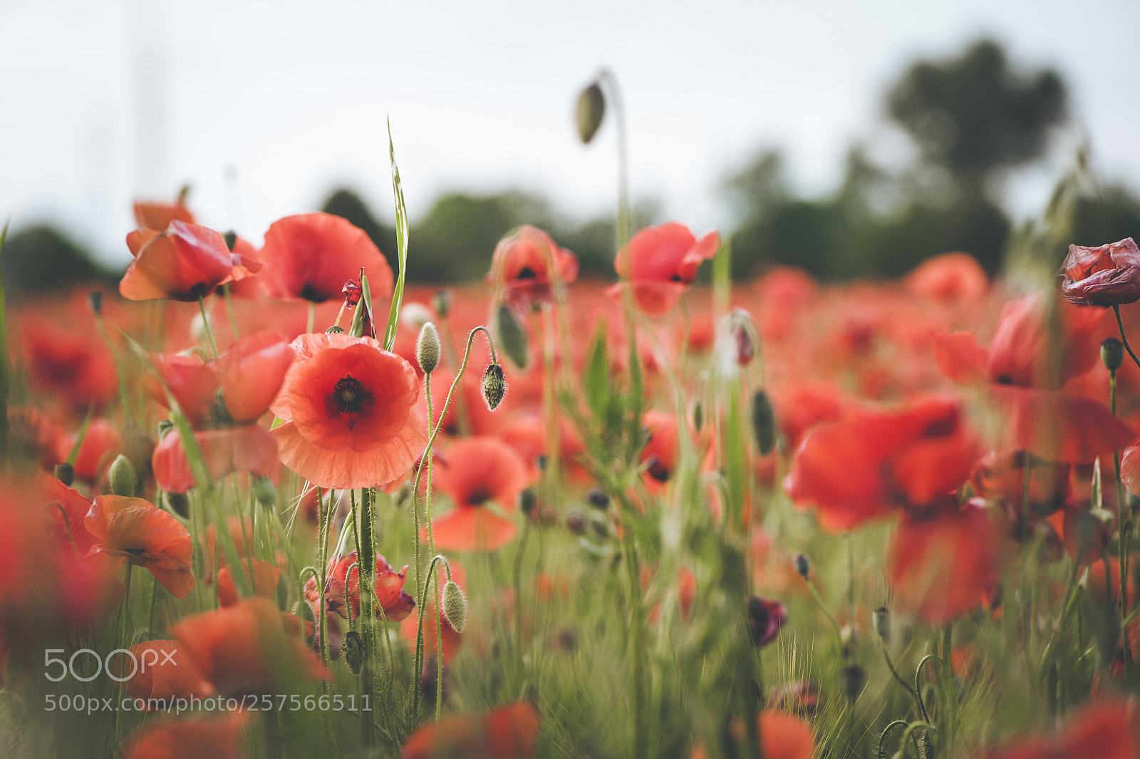 Nikon D700 sample photo. Spring poppies photography