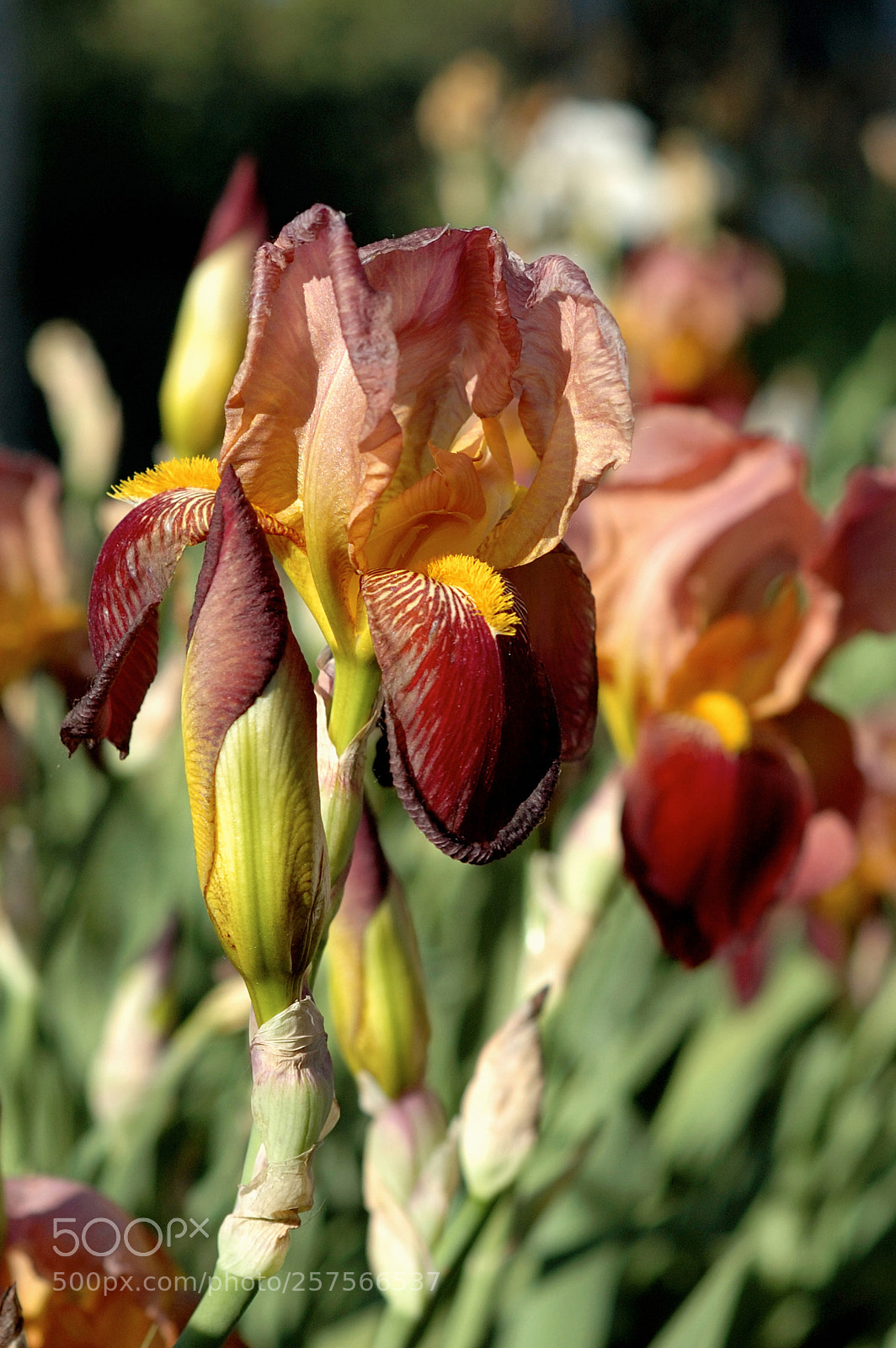 Nikon D70s sample photo. Flowers iris photography