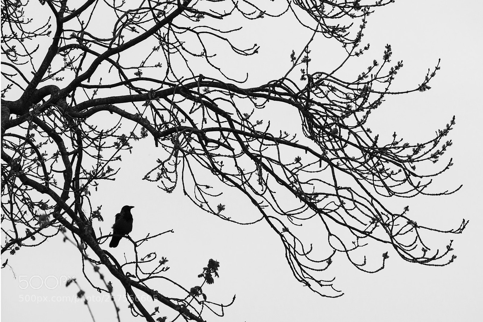 Nikon D5200 sample photo. Crow photography