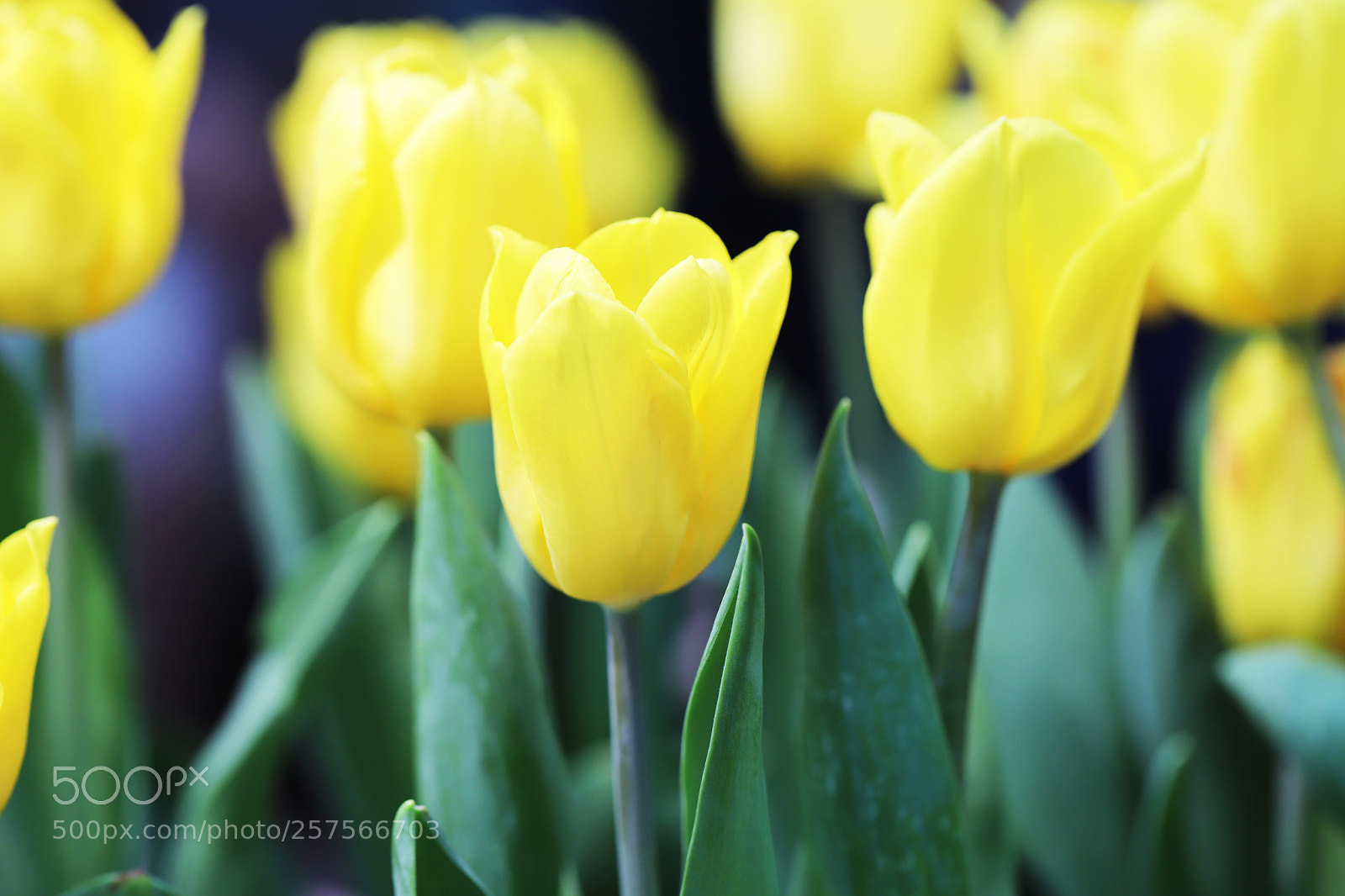 Canon EOS 6D Mark II sample photo. Yellow tuplis photography