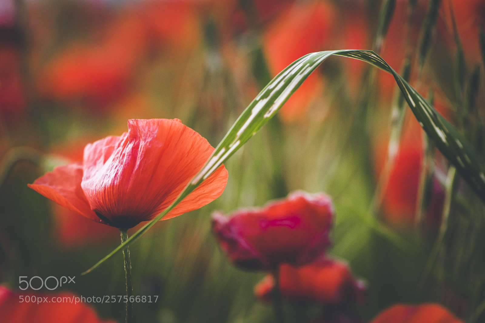 Nikon D700 sample photo. Spring poppies photography