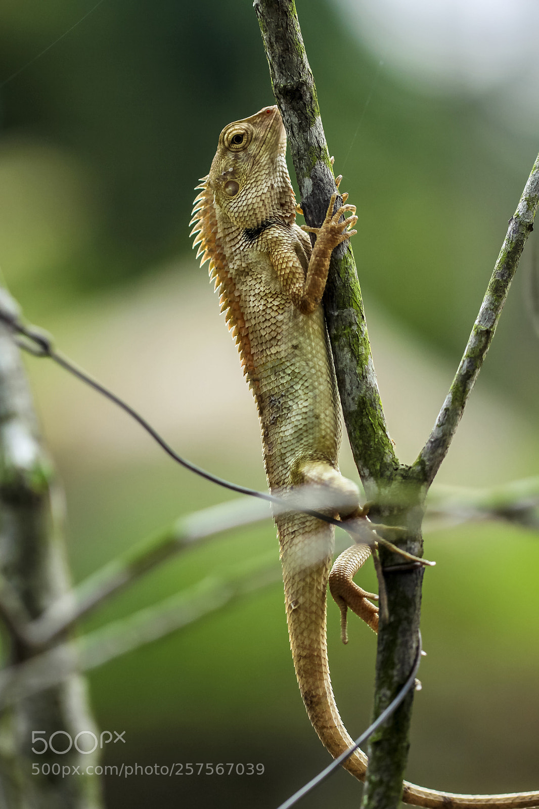 Canon EOS 60D sample photo. Untitled photography