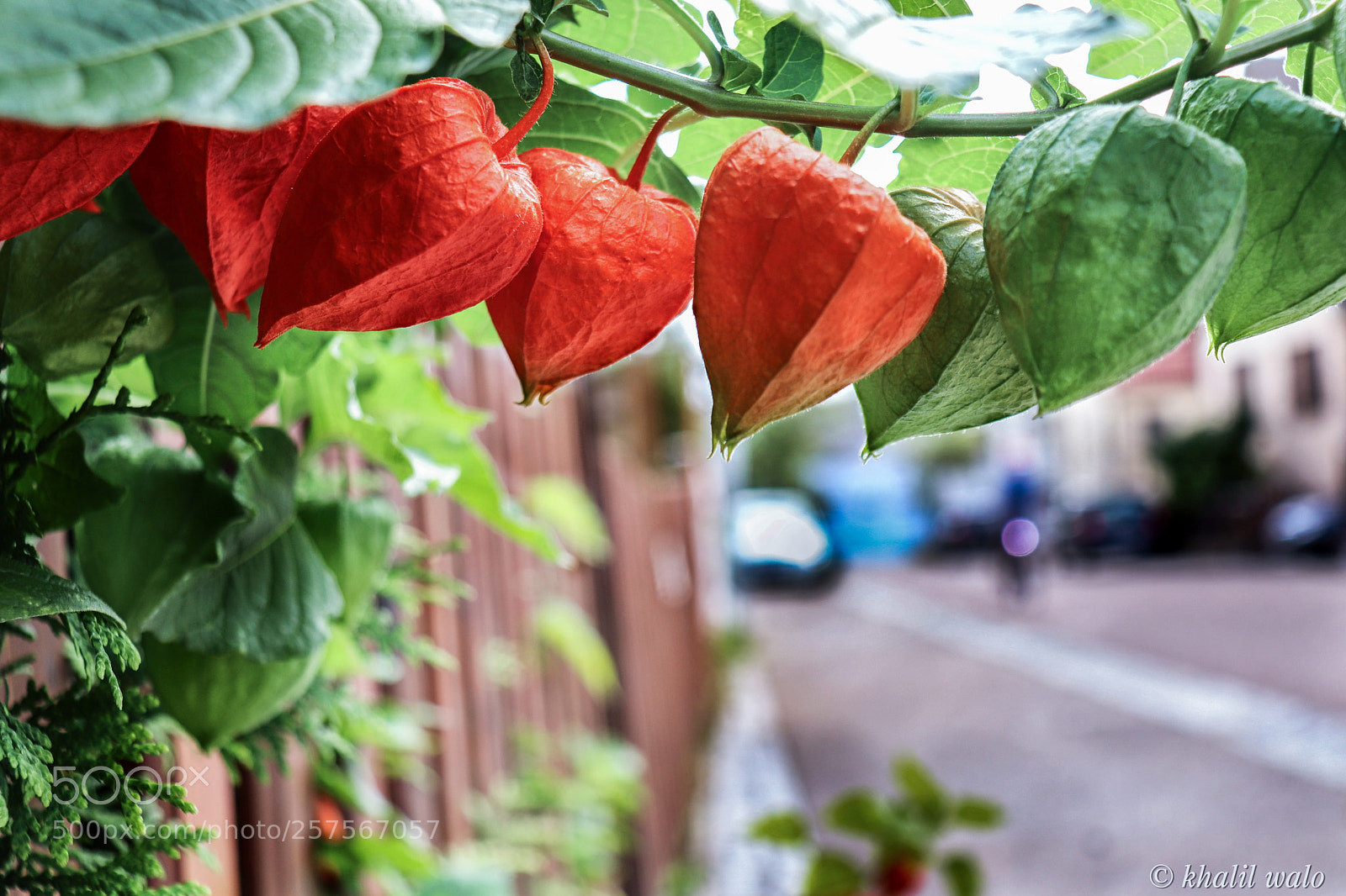 Canon EOS 77D (EOS 9000D / EOS 770D) sample photo. Gooseberry fruits photography