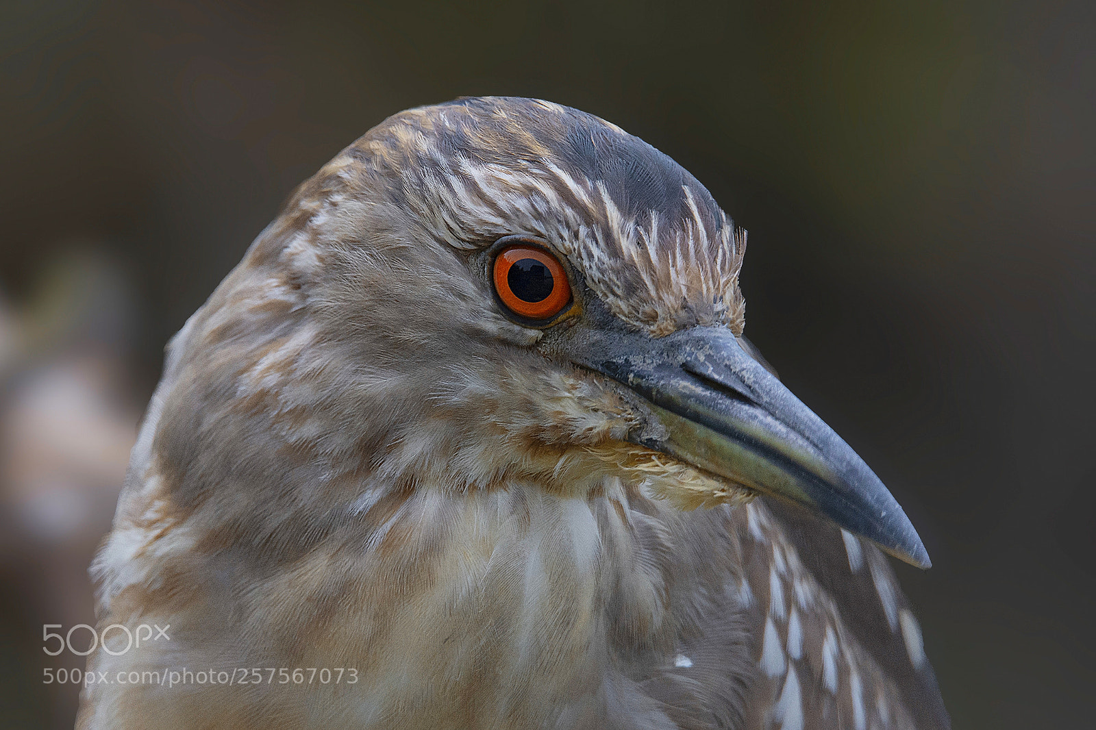 Nikon D7200 sample photo. Nitticora giovane ritratto photography
