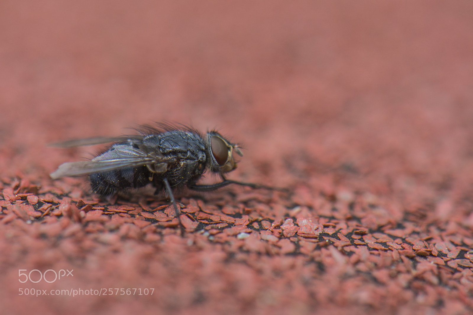 Nikon D7200 sample photo. Shed fly photography