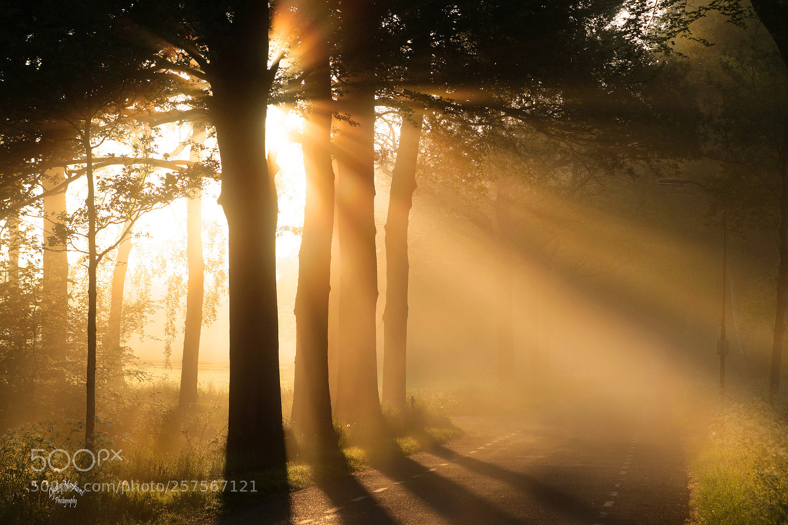 Canon EOS 7D Mark II sample photo. Shinrin-yoku photography