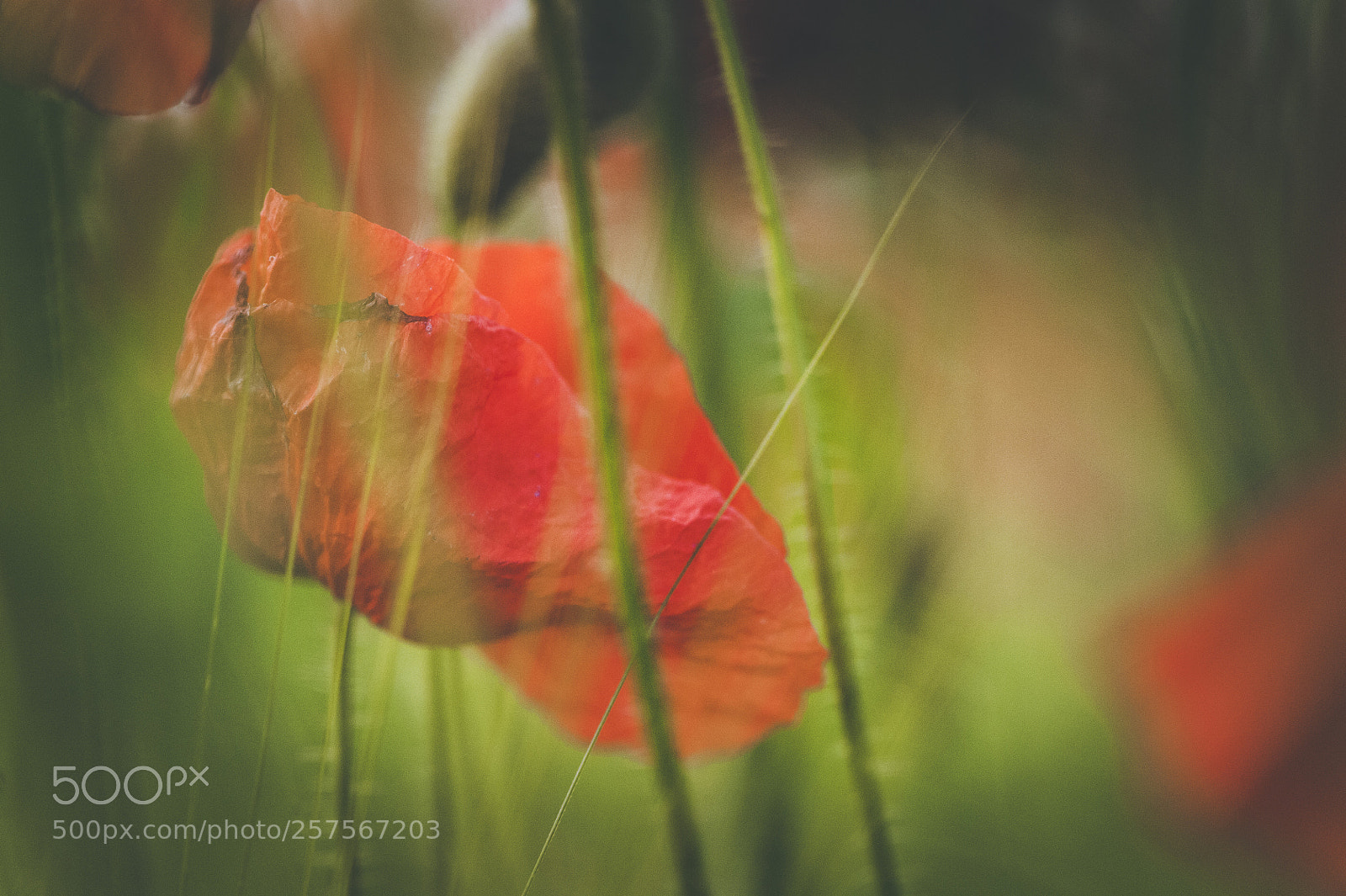 Nikon D700 sample photo. Spring poppies photography