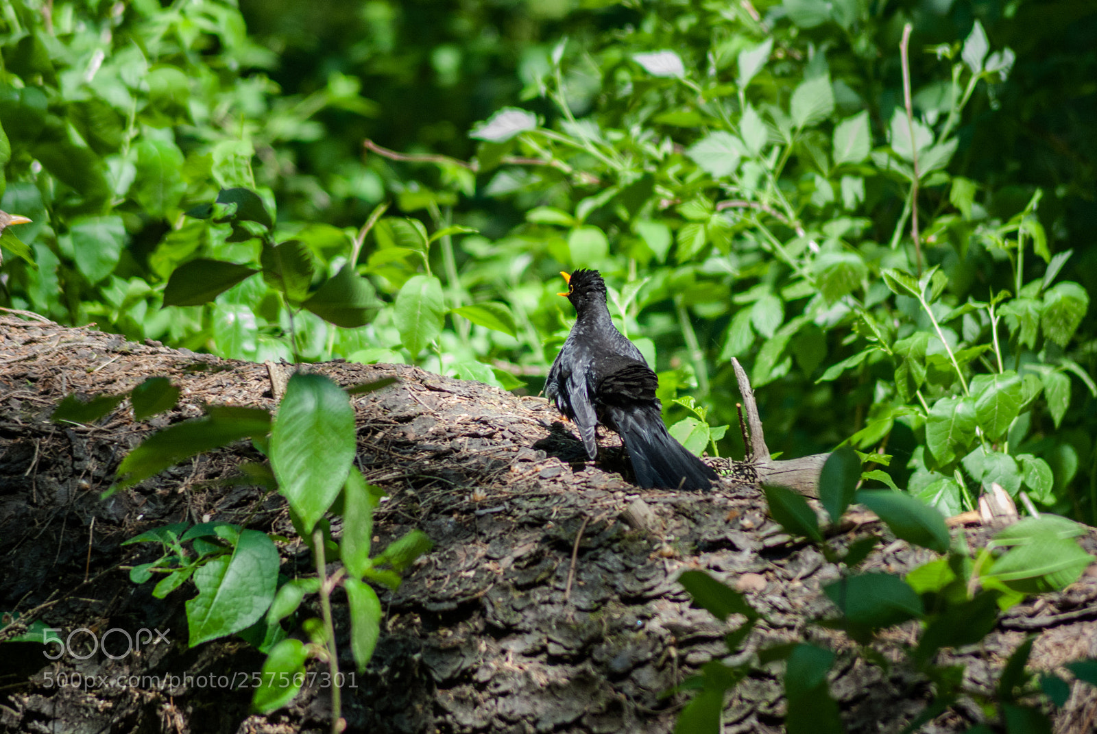 Nikon D3000 sample photo. Untitled photography