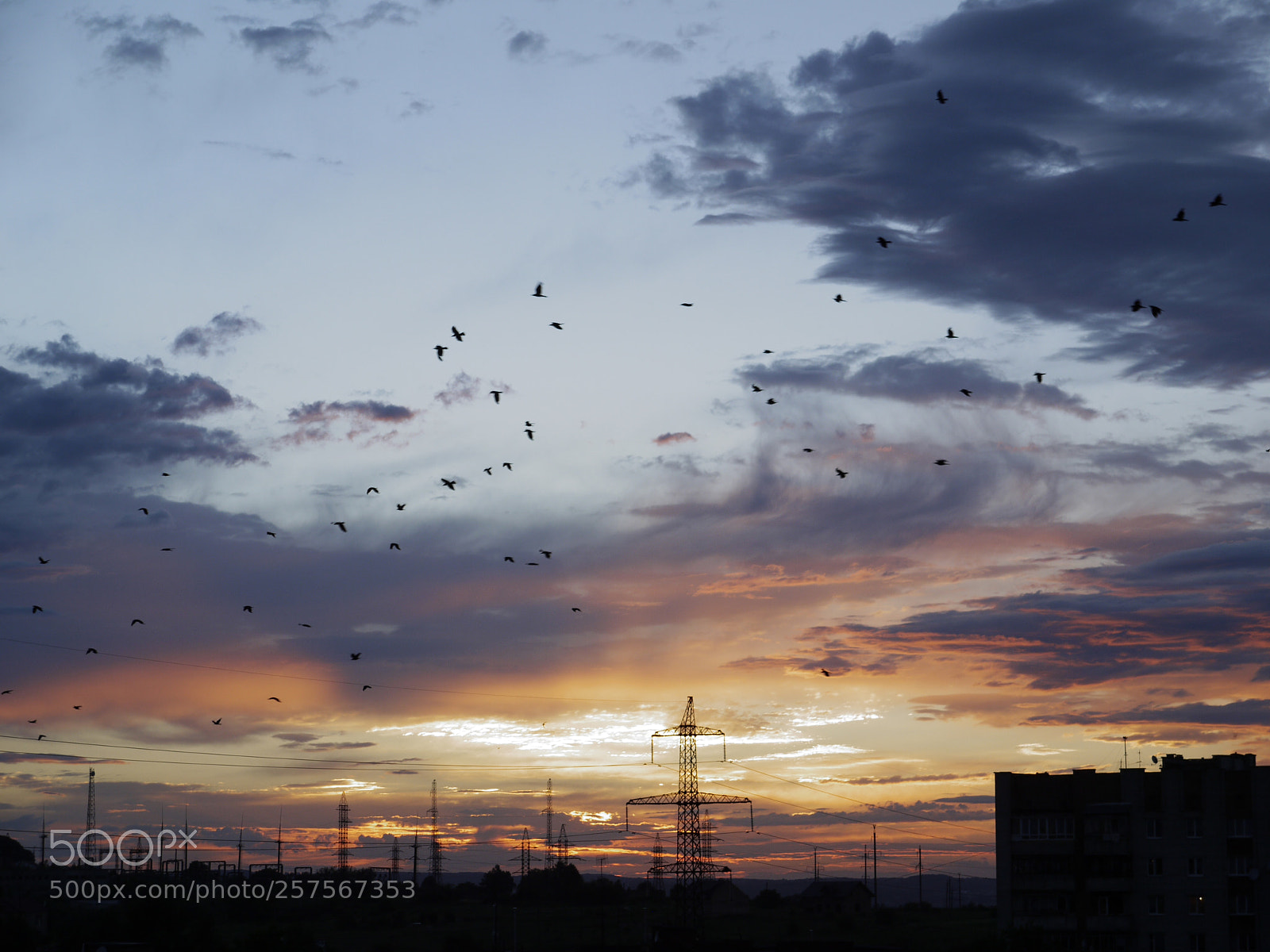 Panasonic Lumix DMC-G1 sample photo. Ravens photography