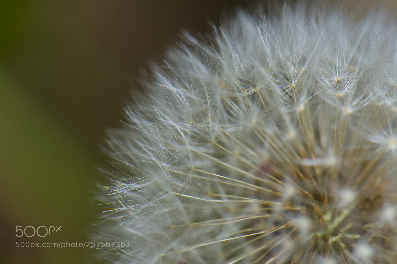 Nikon D7200 sample photo. Dandelion 3 photography
