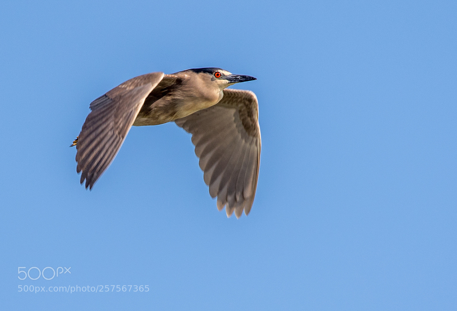 Canon EOS 7D Mark II sample photo. Black-crowned night heron photography