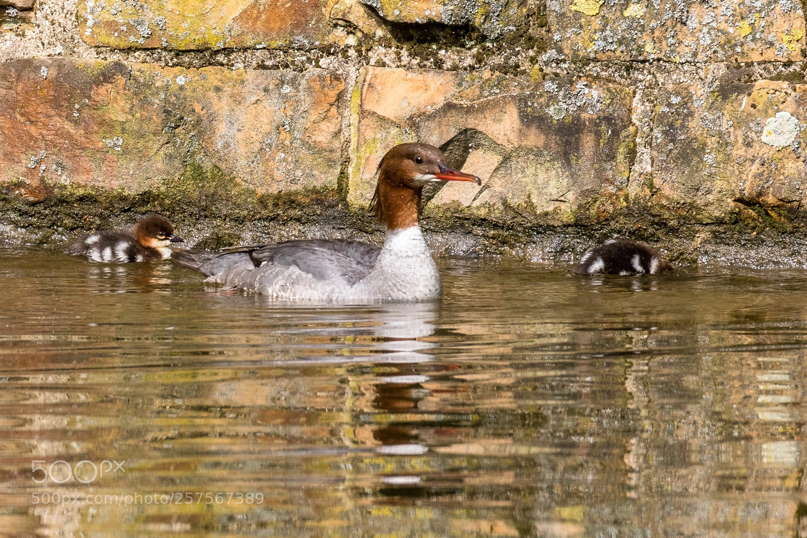 Canon EOS 7D Mark II sample photo. Common merganser goosander, g photography