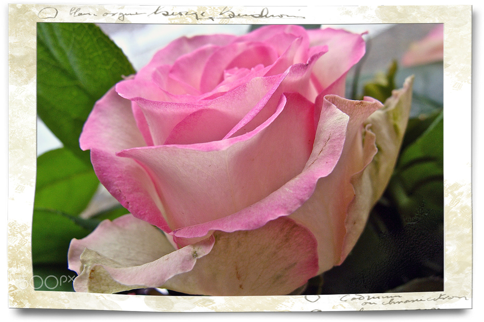 Sony Cyber-shot DSC-H10 sample photo. Rose, voll erblüht photography