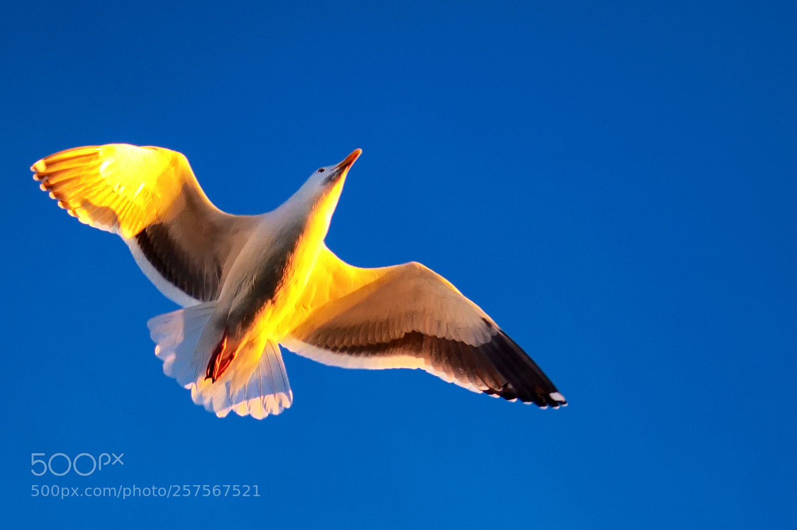 Nikon D40 sample photo. A graceful flight photography