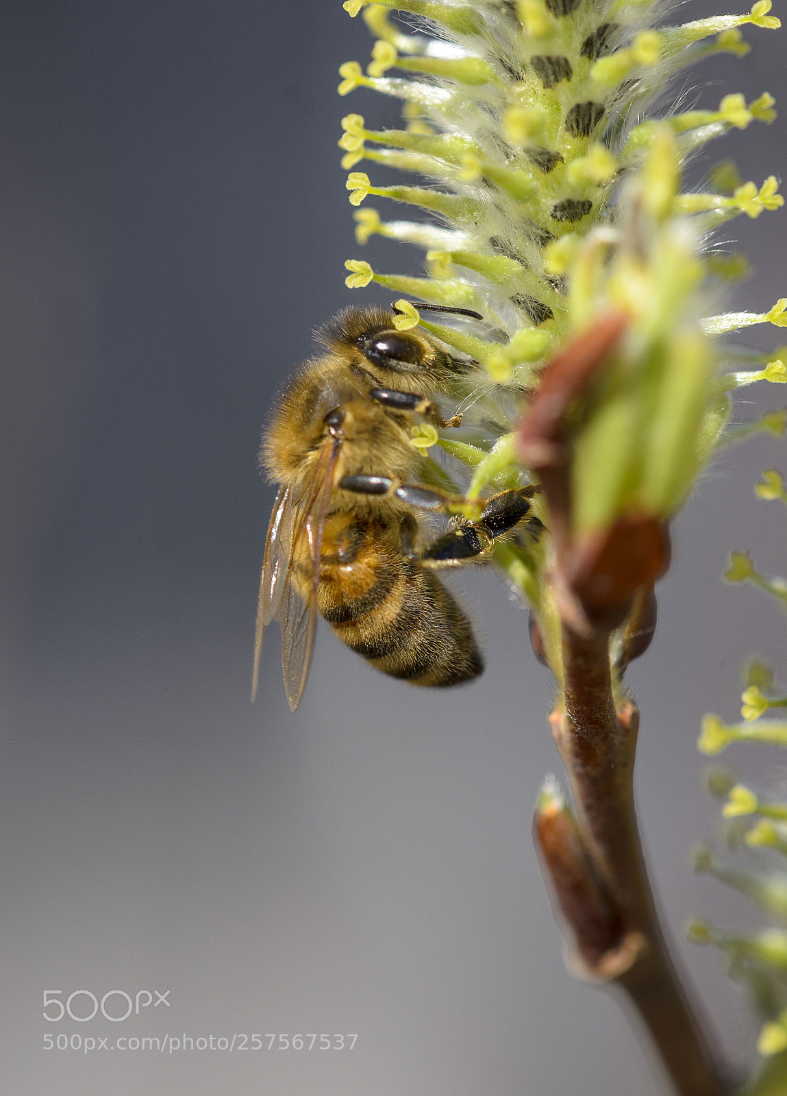 Nikon D7000 sample photo. Hungry bee photography