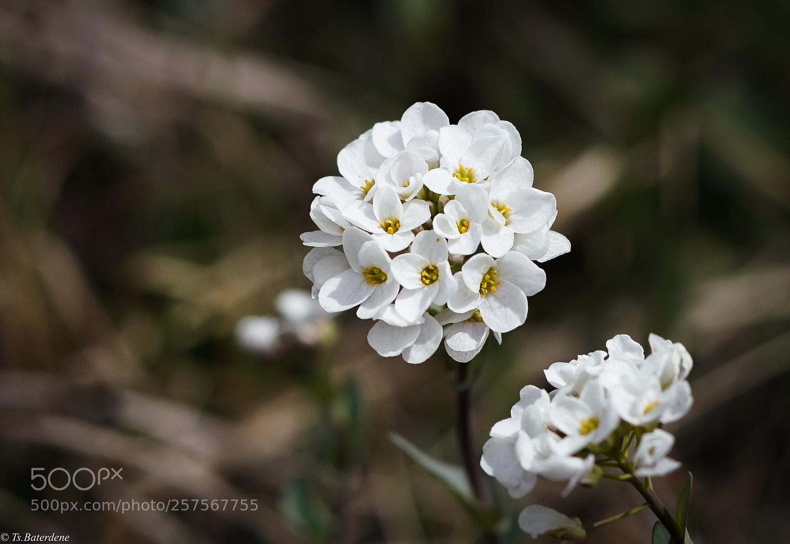Sony a9 sample photo. First flower of spring photography