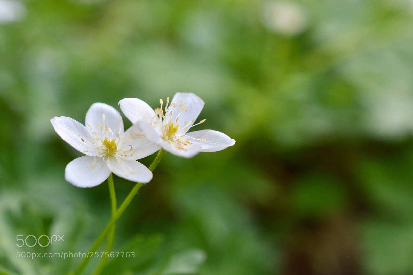 Nikon D3200 sample photo. Anemone flaccida✿･ﾟ:✲ photography