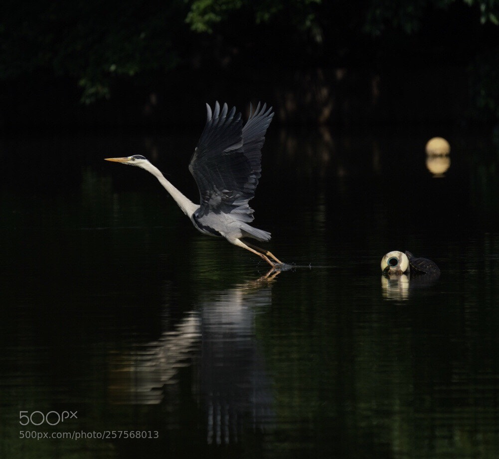 Sony a9 sample photo. Gray heron photography