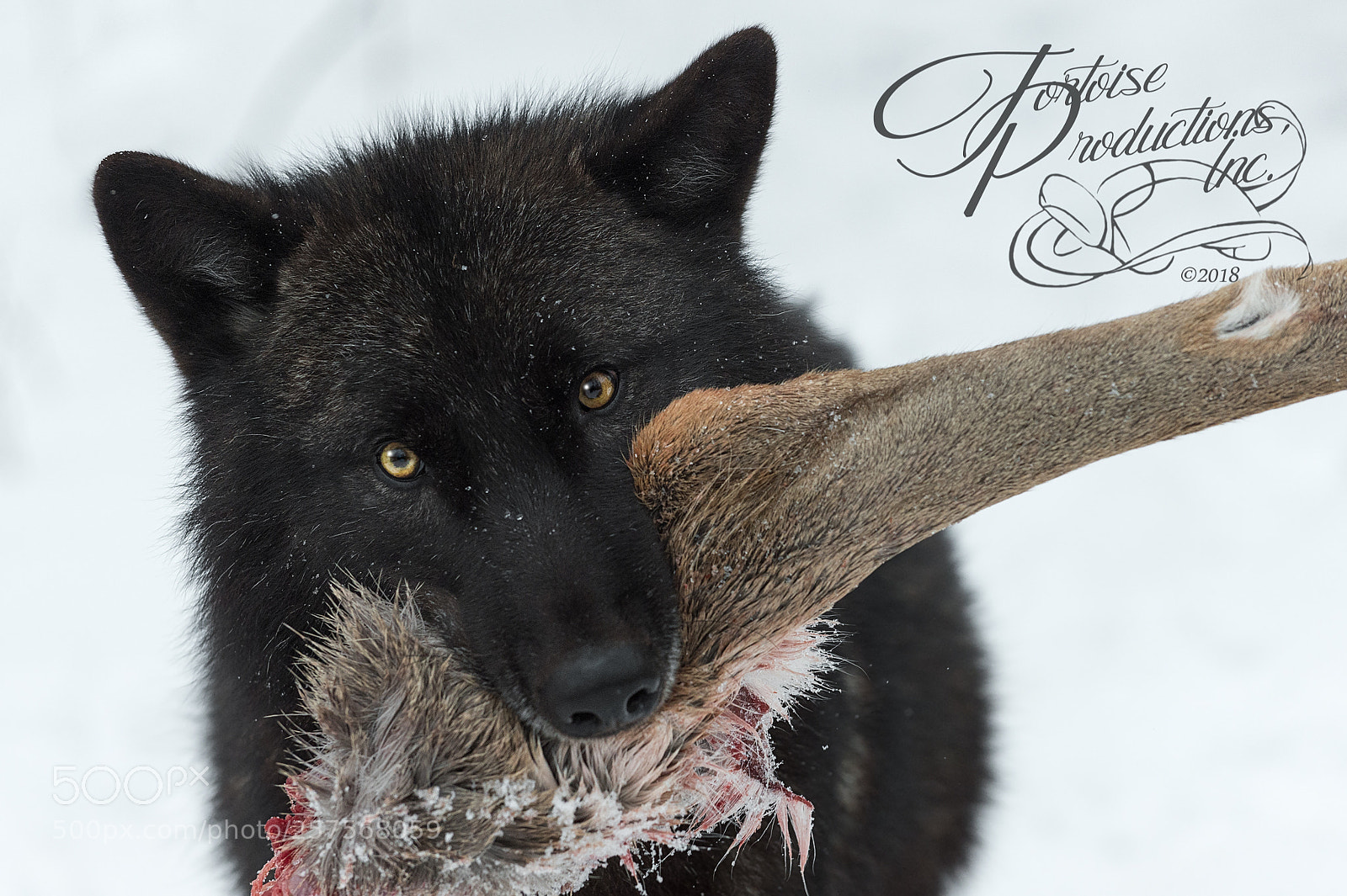 Nikon D4S sample photo. "hungry?" photography