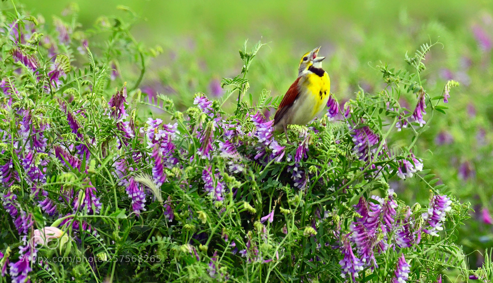 Nikon D500 sample photo. Songbird in wildflowers photography
