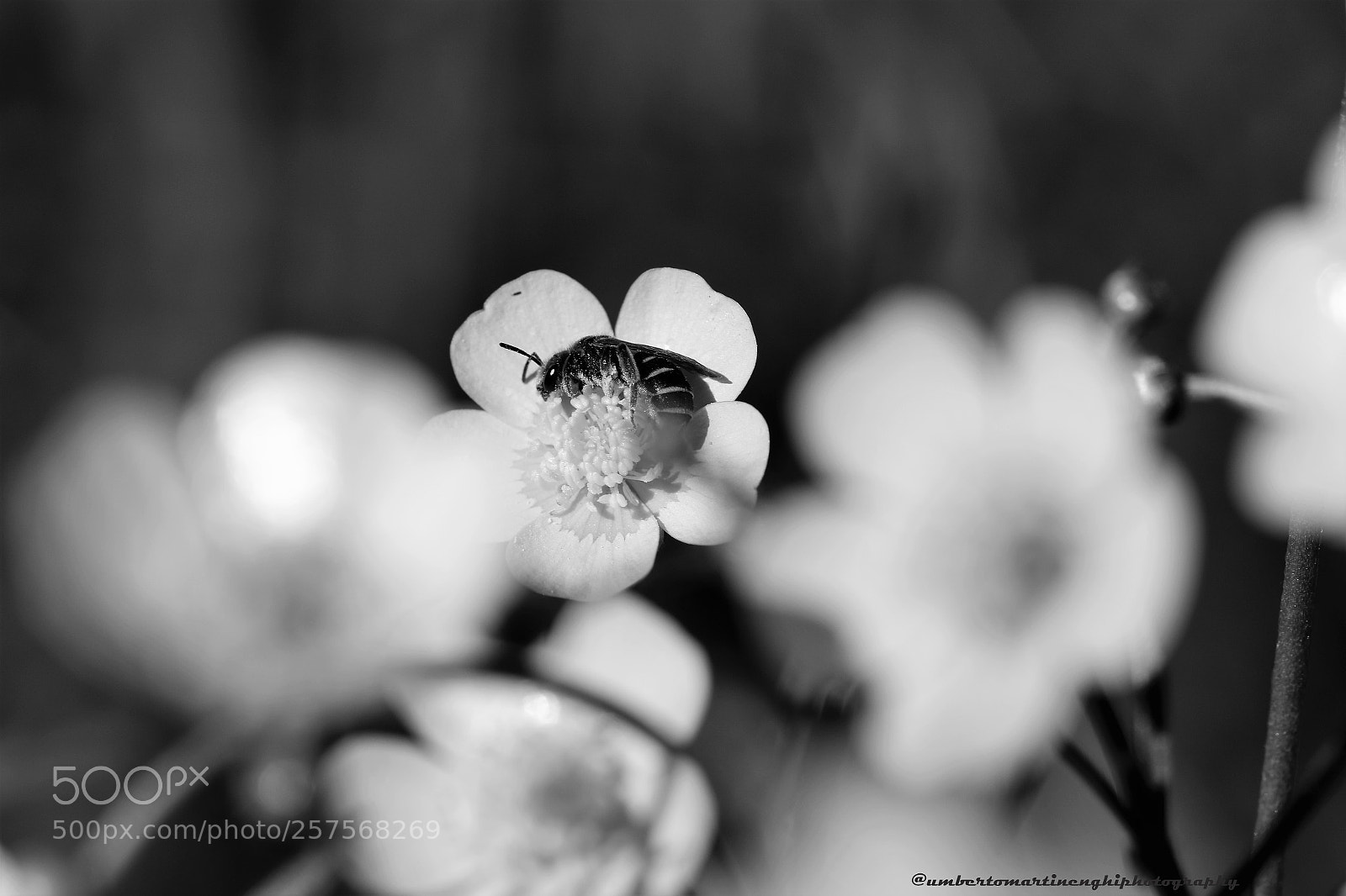 Canon EOS 7D Mark II sample photo. Pollination photography