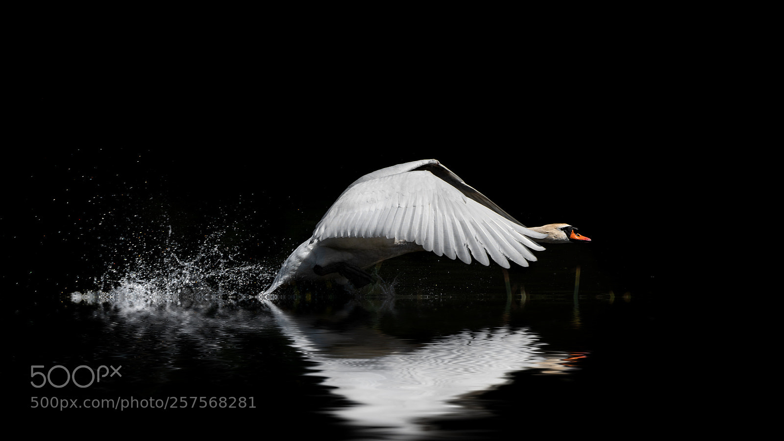 Sony a7R III sample photo. Swan lake photography