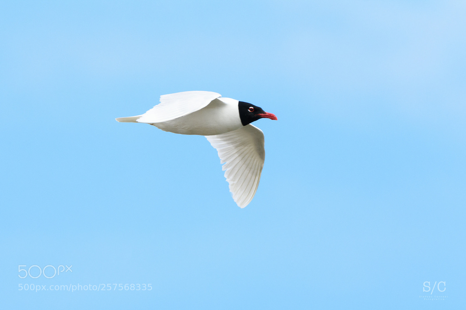 Nikon D7200 sample photo. Mediterranean gull photography