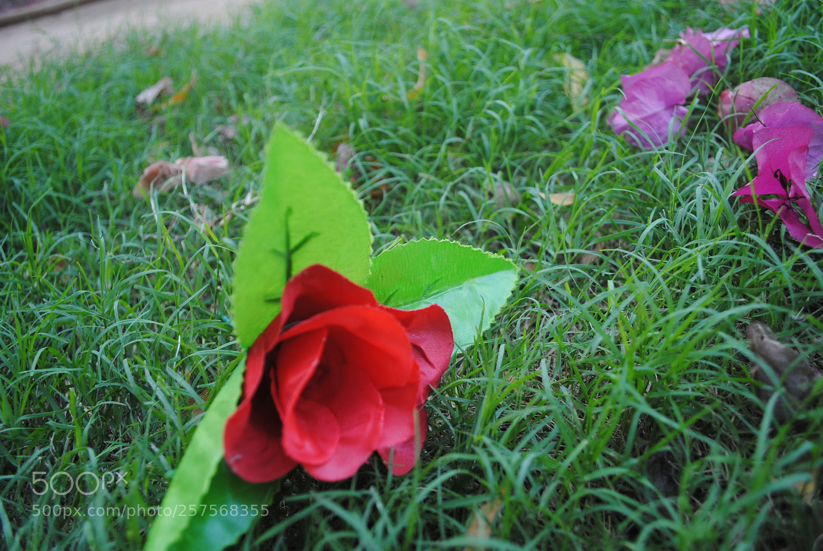 Nikon D3000 sample photo. Love rose photography