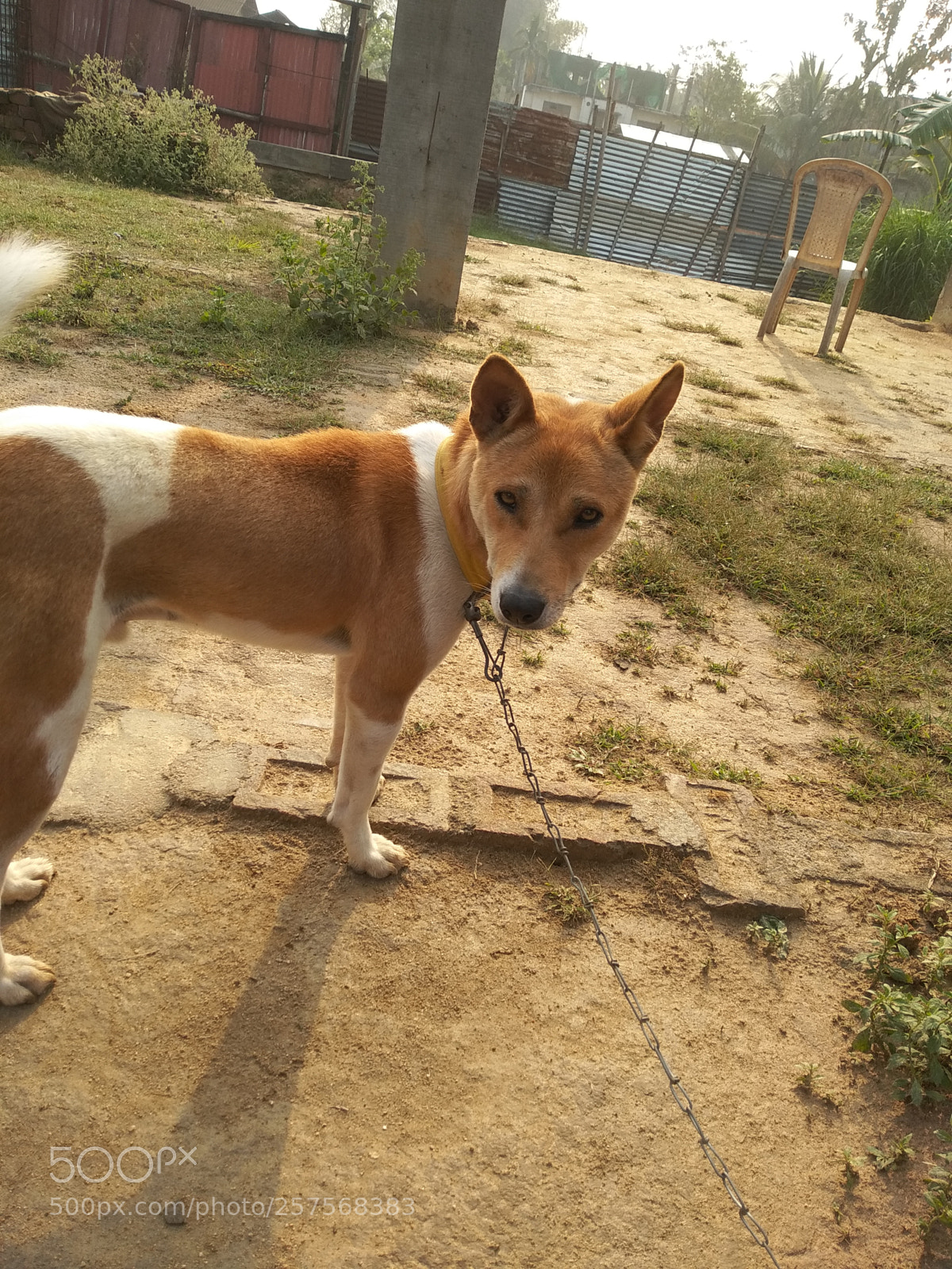Xiaomi Redmi Note 5 sample photo. Img_20180330_073053.jpg photography