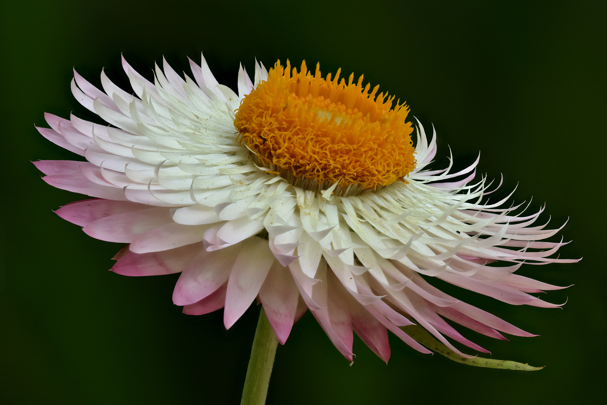 Sigma 105mm F2.8 EX DG OS HSM sample photo. Helichrysum bracteatum photography