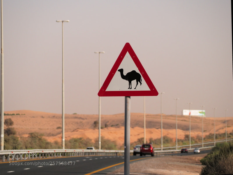 Olympus OM-D E-M10 II sample photo. Attention! camels.. photography
