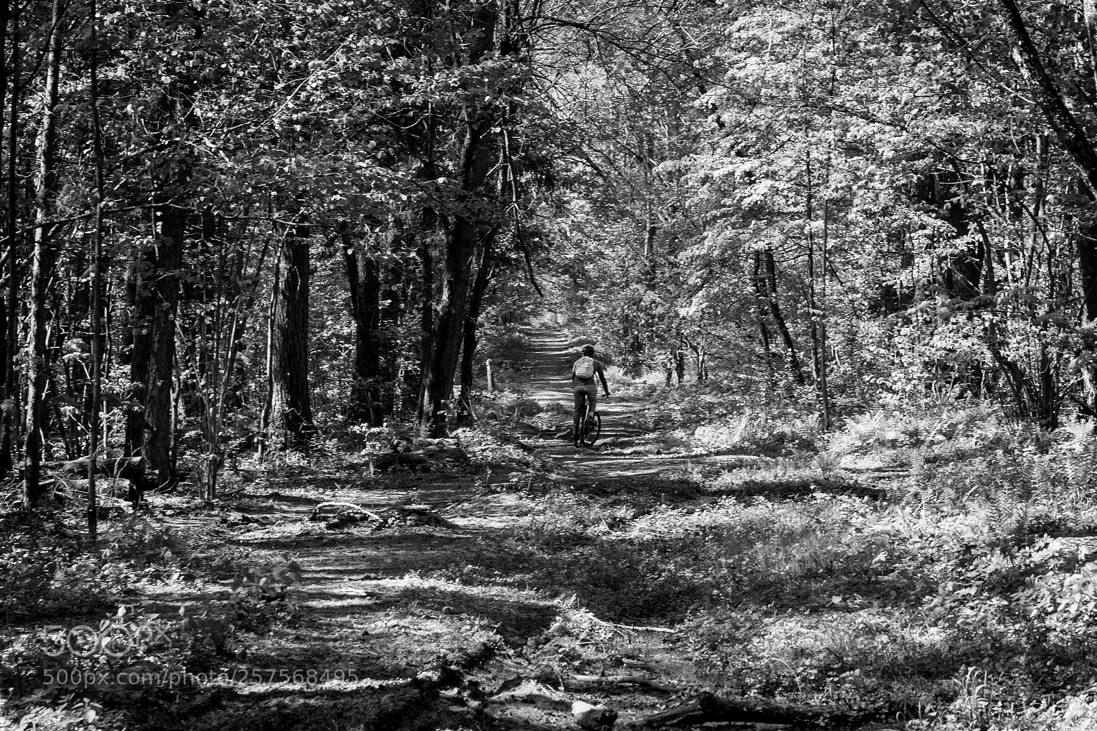 Sony a7 II sample photo. In the forest photography