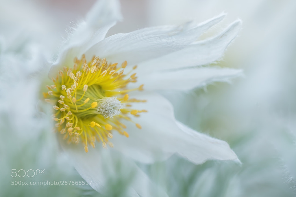 Canon EOS 7D Mark II sample photo. Soft white photography