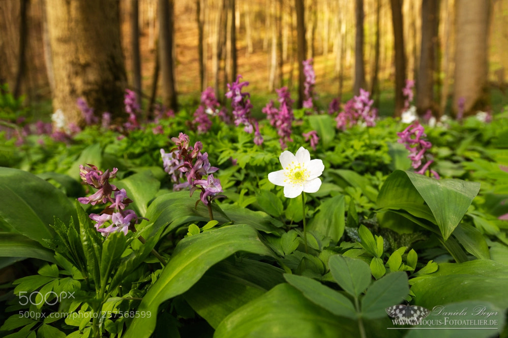Canon EOS 5D Mark IV sample photo. Forest in spring photography