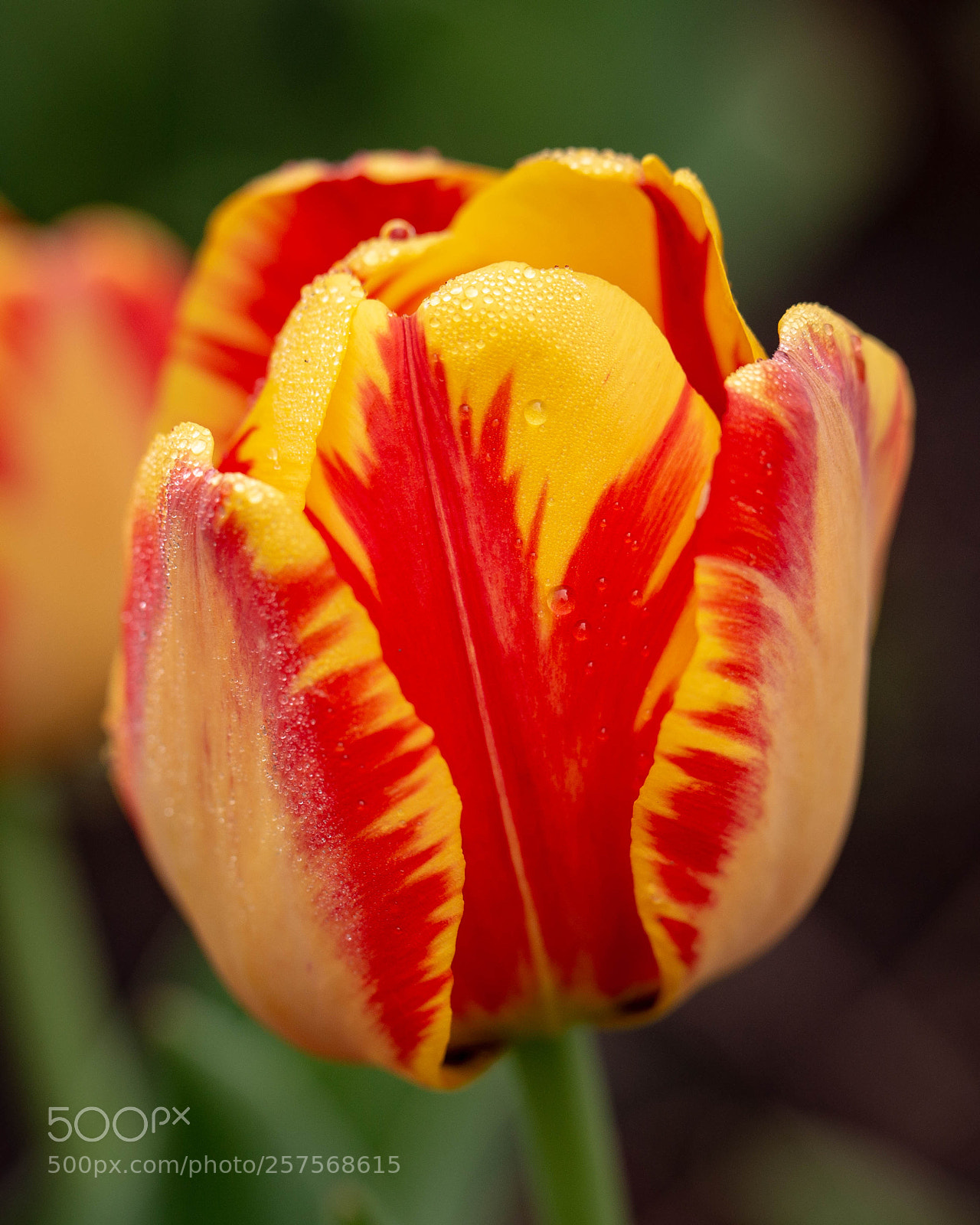 Canon EOS 6D sample photo. Brilliant tulip in rain photography