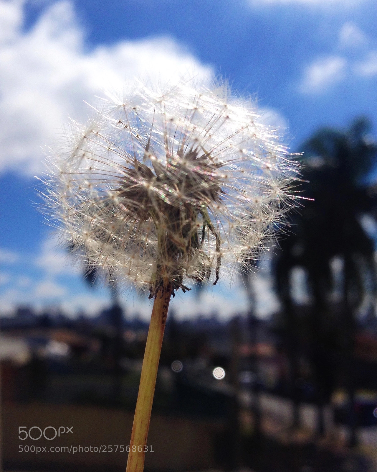 Apple iPhone 4S sample photo. Untitled photography