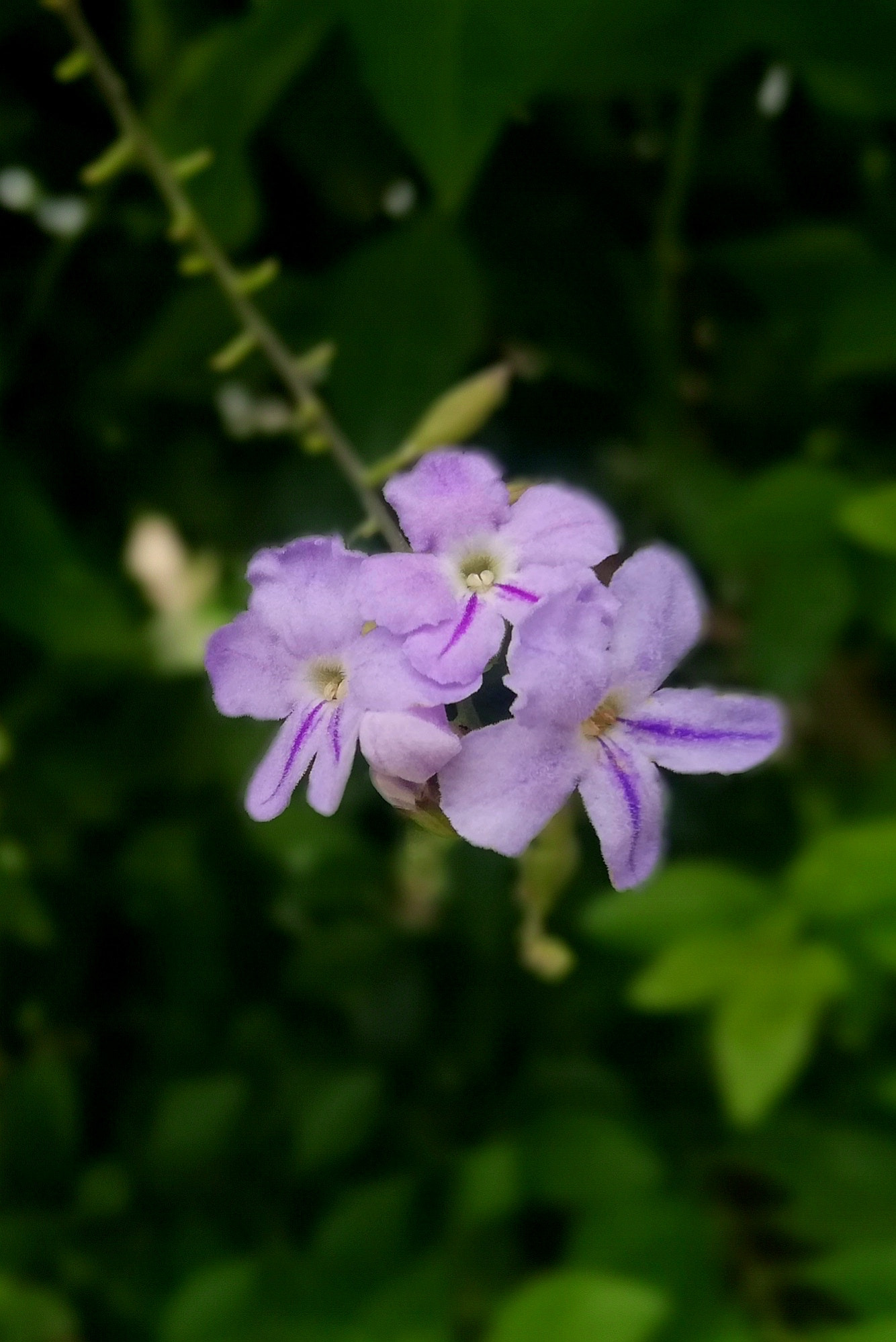 HUAWEI nova 2i sample photo. Purple flowers photography