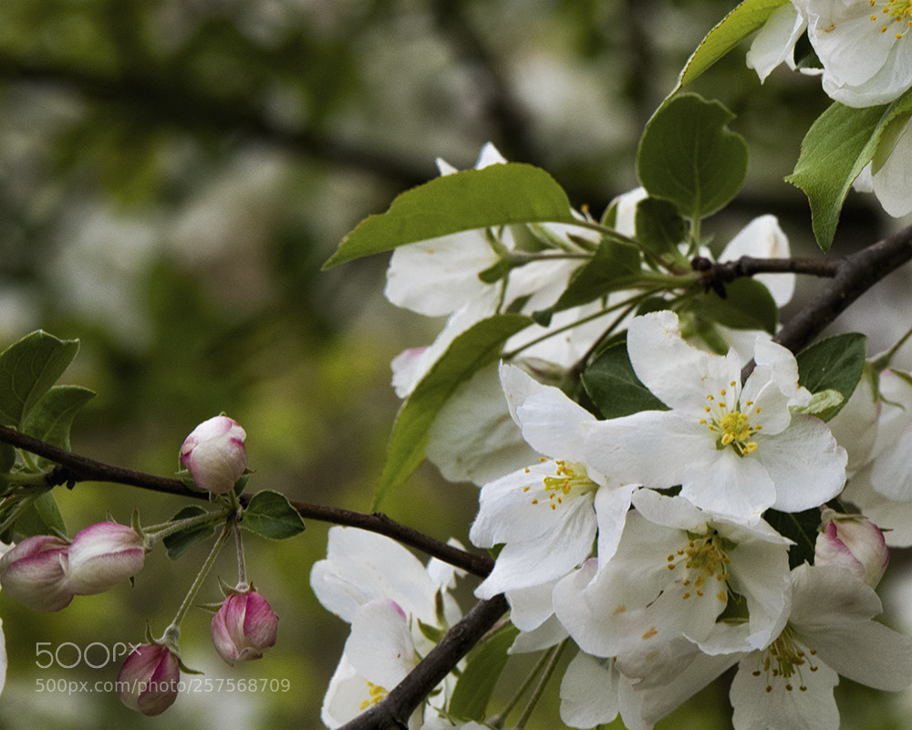 Nikon D810 sample photo. Spring photography