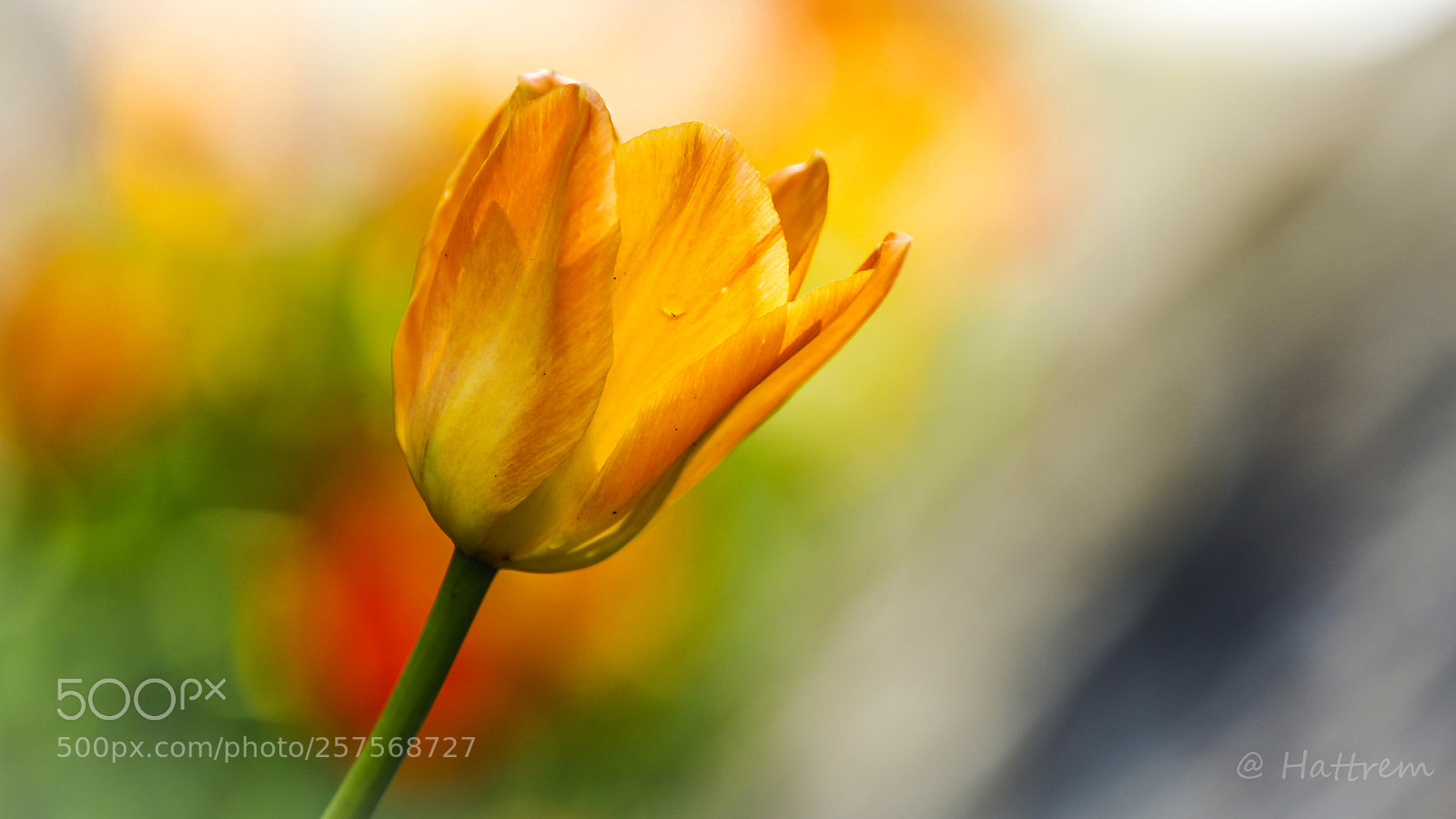 Canon EOS 5D Mark IV sample photo. The orange tulip photography