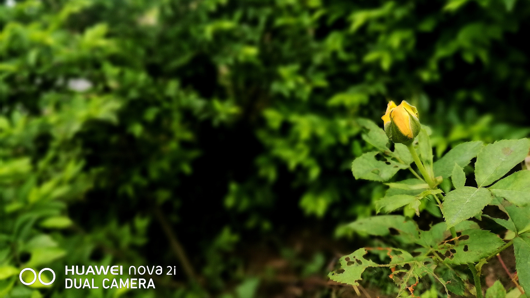 HUAWEI nova 2i sample photo. Yellow rose photography