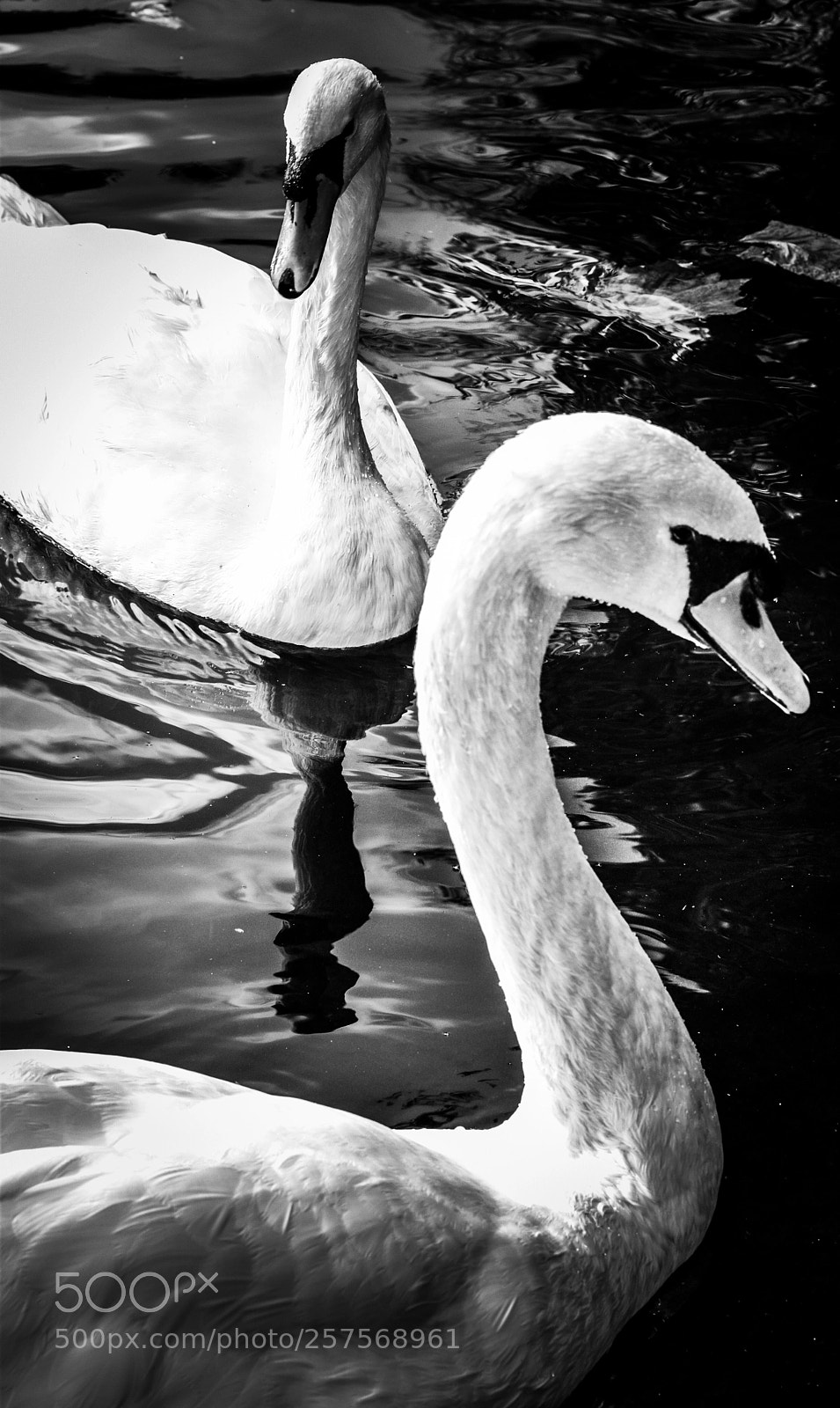 Nikon D3300 sample photo. Swans photography