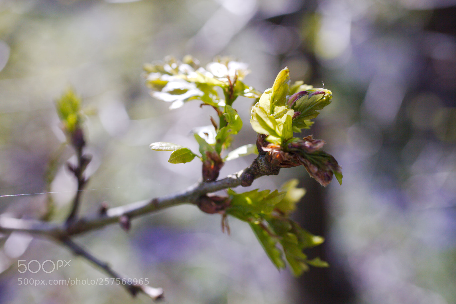 Canon EOS 5D Mark II sample photo. New life photography
