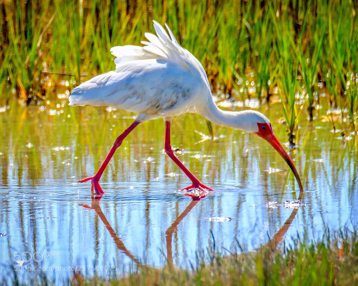 Fujifilm X-T2 sample photo. “ibis in the spring” photography