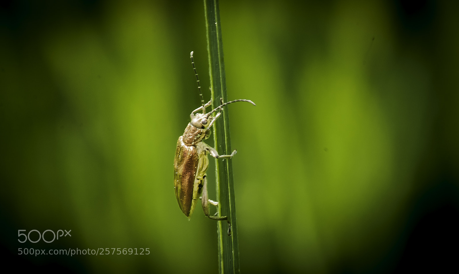 Nikon D5000 sample photo. Brown beetle photography