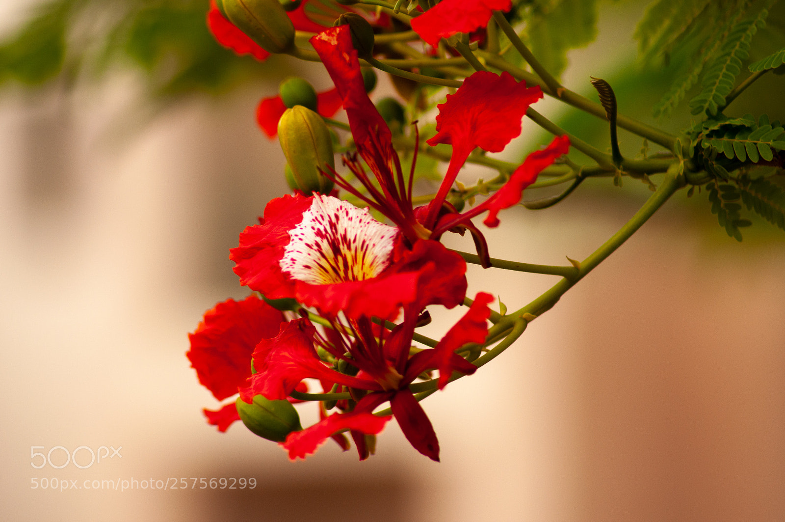 Nikon D90 sample photo. Depth of colors photography