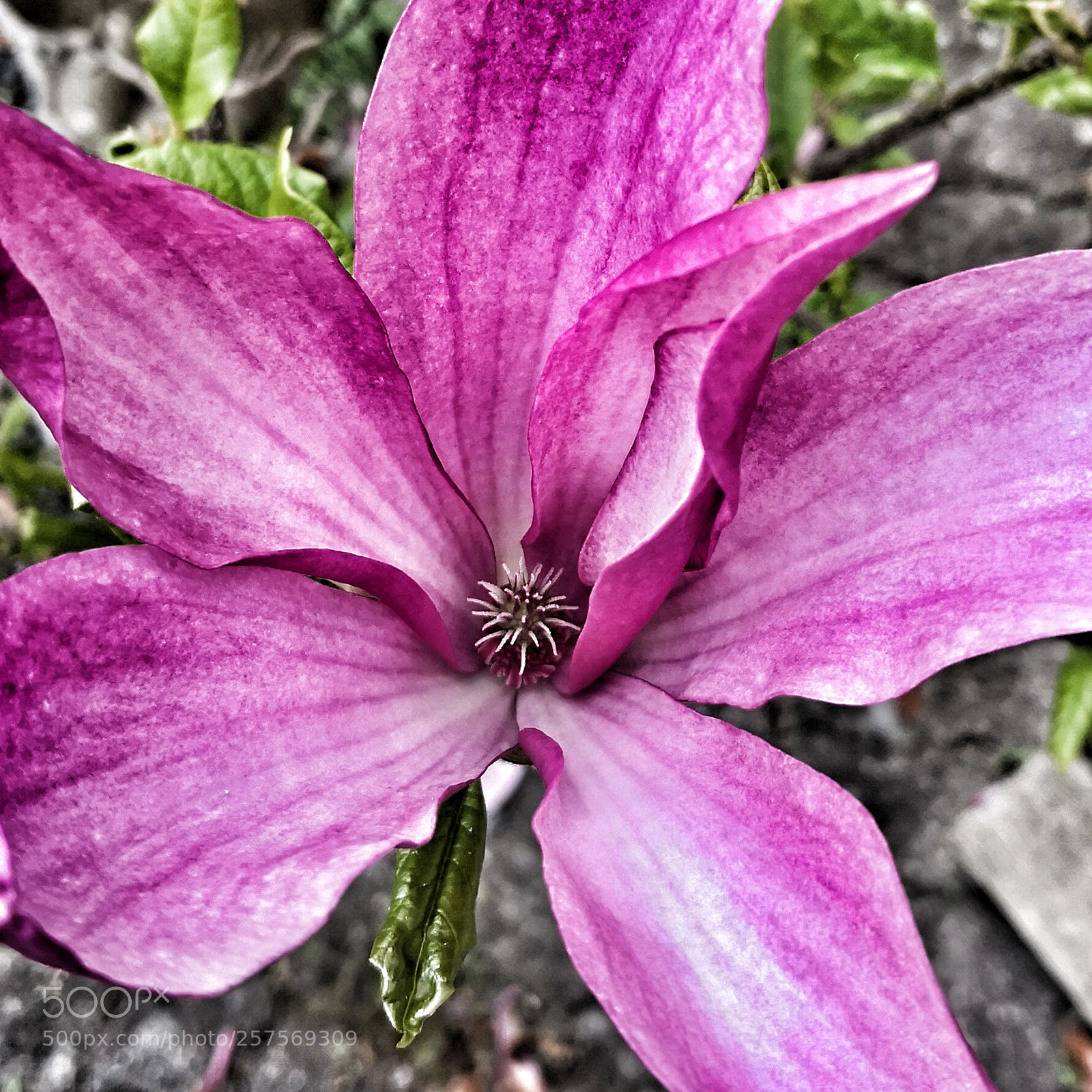 HUAWEI Mate 10 Pro sample photo. Untitled photography