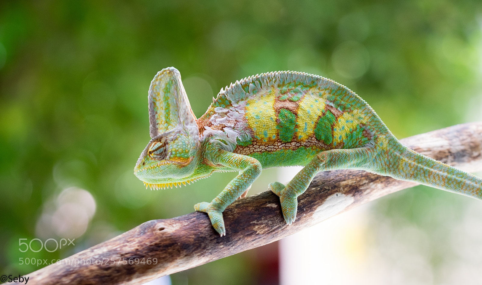 Nikon D5300 sample photo. Chameleo callyptratus photography