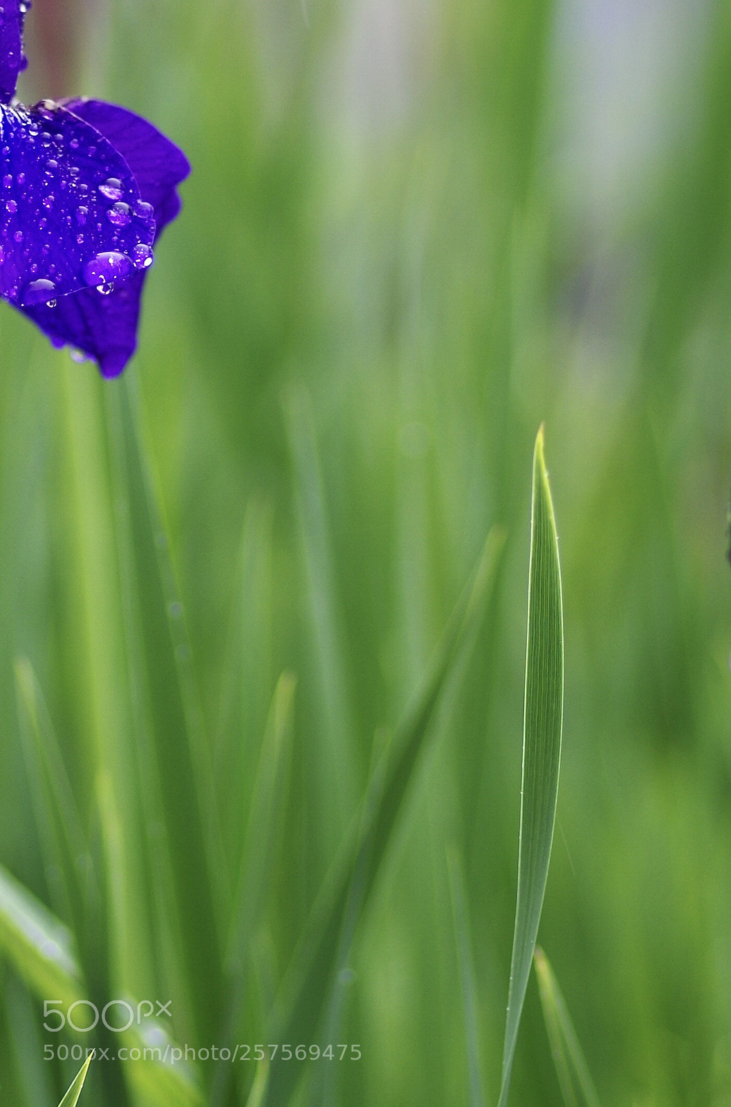 Pentax K-50 sample photo. Rainy  day photography