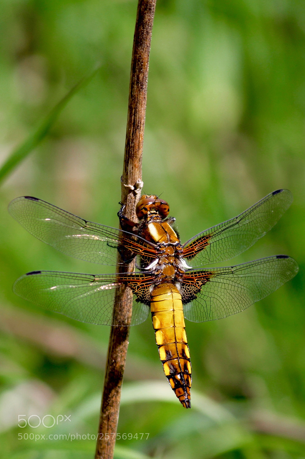 Canon EOS 60D sample photo. Dragonfly photography